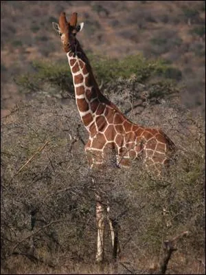 Quel est cet animal ?