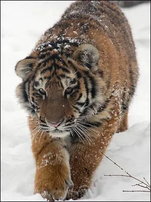 Quel est cet animal ?