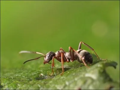 Suite  une exprience, tu observes les rsultats et vois que 20 fourmis sur 25 sont alles dans les milieux  30C, 3 sont dans un milieu  20 C et 2  10C. Quelle conclusion est juste ?
