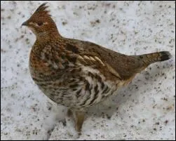 Quel est cet oiseau qu'on trouve en Ecosse mais aussi dans le Finistre ?