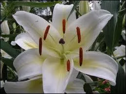 De quel animal les deux canines de la mchoire suprieure sont-elles appeles 'fleurs de lys' ?