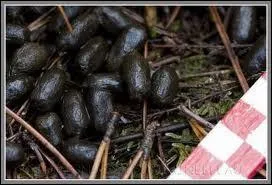 Comment se nomment les fientes du chevreuil ?