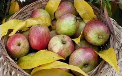 Comment se nomment ces petites pommes de forme allonge ?