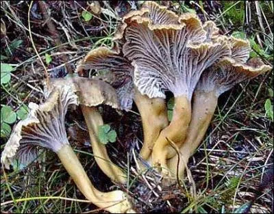Quel est cet excellent champignon ?
