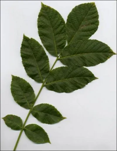 A quel arbre appartiennent ces feuilles ?