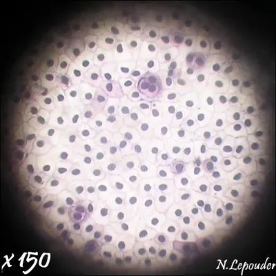 Voici de la peau de triton (photo) ; que vois-tu ?