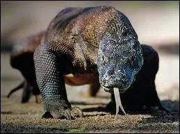 Dans quel pays trouve-t-on l'le de ce dragon de Komodo ?