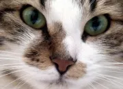 Quiz Les animaux en anglais
