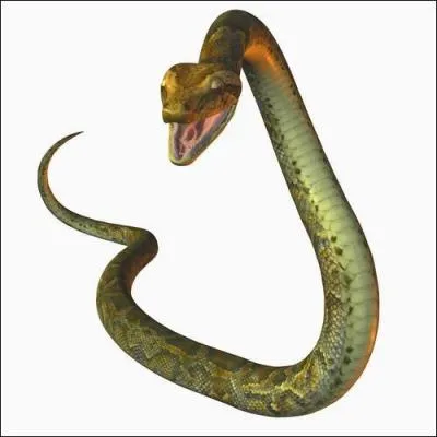 Comment dit-on ' serpent ' en anglais ?