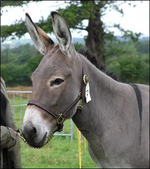 Comment dit-on ' ne ' en anglais ?