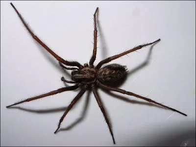 Comment dit-on ' araigne ' en anglais ?