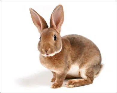 Comment dit-on ' lapin ' en anglais ?