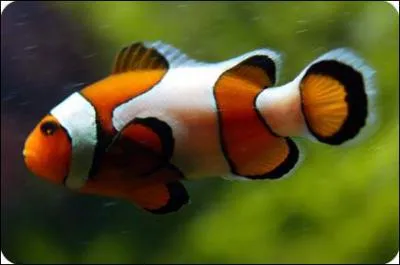 Comment dit-on ' poisson ' en anglais ?