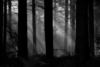 Une fort noire c'est aussi ...