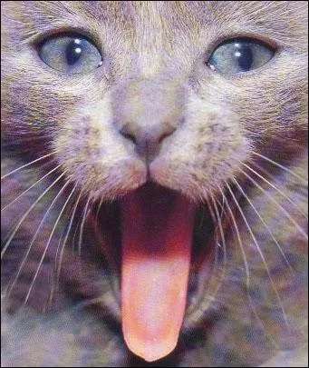 Une langue de chat c'est aussi ...