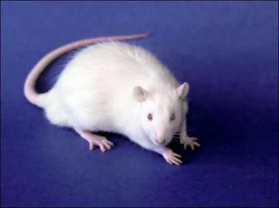 Une souris c'est aussi ...