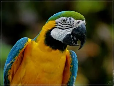 Un perroquet c'est aussi ...