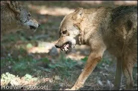 C'est lui qui a mang la chvre d'un certain monsieur ...