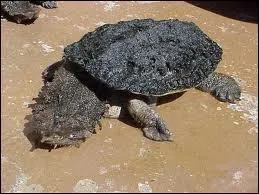 Tapie au fond de la rivire, elle peut rester immobile pendant trs longtemps pour happer le poisson imprudent !