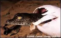 A 30 degrs ou moins, les oeufs de crocodile, enfouis par la mre ...
