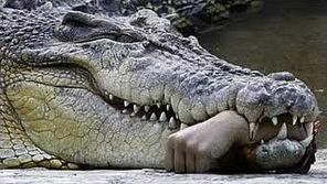 Quiz Animaux