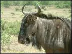 Quel est ce bovid qui vit exclusivement en Afrique du sud ?