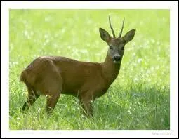 Que signifie le fait que le chevreuil soit un animal anoure ?