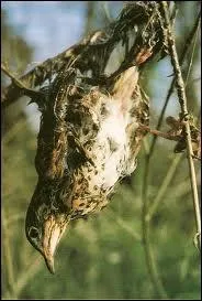 La glu est une mthode traditionnelle pour attraper cet oiseau !