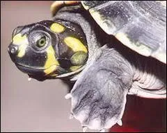 Je suis une des proies favorites du ...