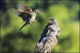 J'ai la fcheuse habitude, pour les autres, de m'installer  leur place !