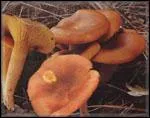 Quel est ce champignon trs toxique qui peut tre confondu avec la chanterelle girolle ?