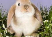 Quiz Races & couleur de lapins