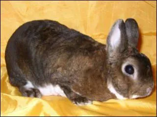 De quelle race s'agit-il ?