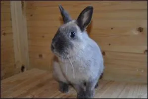 De quelle couleur s'agit-il ?