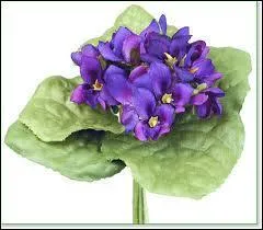 Ainsi que ce petit bouquet de :