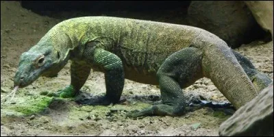 Le dragon de Komodo est :
