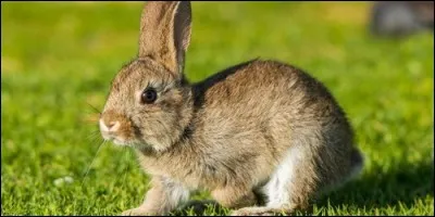 La hase est la femelle du lièvre, mais à quelle langue est empruntée ce mot ?