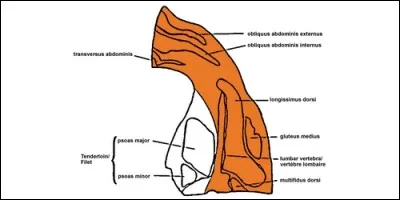 Dans quel animal trouve-t-on l'aloyau ?