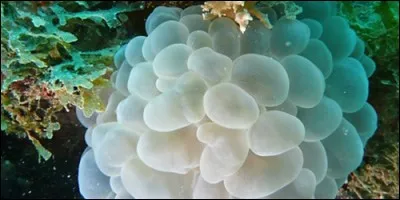 Les coraux bâtisseurs de récifs sont :