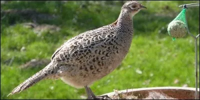 Comment s'appelle la femelle du faisan ?