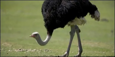 A quelle famille appartient l'autruche ?