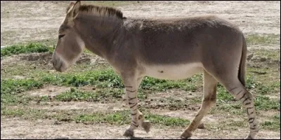 Quel est l'autre nom de l'onagre, âne sauvage d'Asie ?