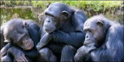 Les singes sont quadrumanes.