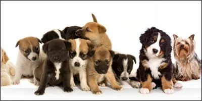 Combien la fédération cynologique internationale a-t-elle recensée de races de chiens environ ?