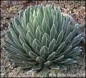 Quel alcool est fabriqu  base d'agave ?