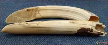 Le huitième fait plus de 200 morts par an, par la faute de dents très aiguisées, regardez soigneusement la photo !