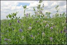 Qu'est-ce que c'est ?