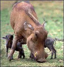 C'est aussi un cousin du sanglier, ce porc sauvage d'Afrique, le ...