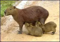 C'est le plus gros rongeur du monde, il peut dpasser 50 kilos et vit en Amrique latine !