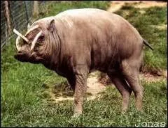 Cousin du sanglier, il vit dans des forts impntrables d'Asie !